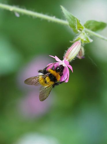 Pluizige hommel op de roze dagkoekoeksbloem.