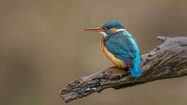 female kingfisher on a perch by H. Kiewiet