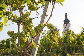 Grapes on a mountain slope along the Rhine in Germany by Ger Beekes