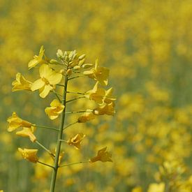 Blühender Ölraps auf einem Feld von Wim vd Neut