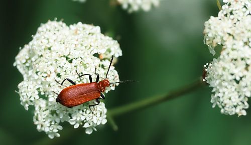 Fire beetle cardinal beetle.