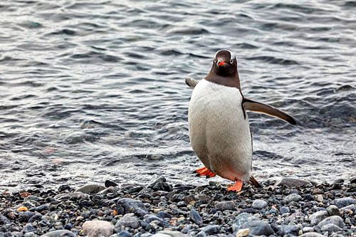 De ezelspinguïns van Antarctica