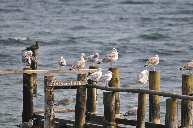 Möwen am Bootssteg auf Vitt, Rügen von GH Foto & Artdesign