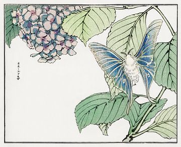 Morimoto Toko - Papillon de nuit et plante sur Creativity Building