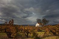 Wijngaard en huisje, Costa Blanca, Spanje van Peter Bolman thumbnail