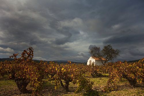 Vineyard and cottage, Costa Blanca, Spain by Peter Bolman