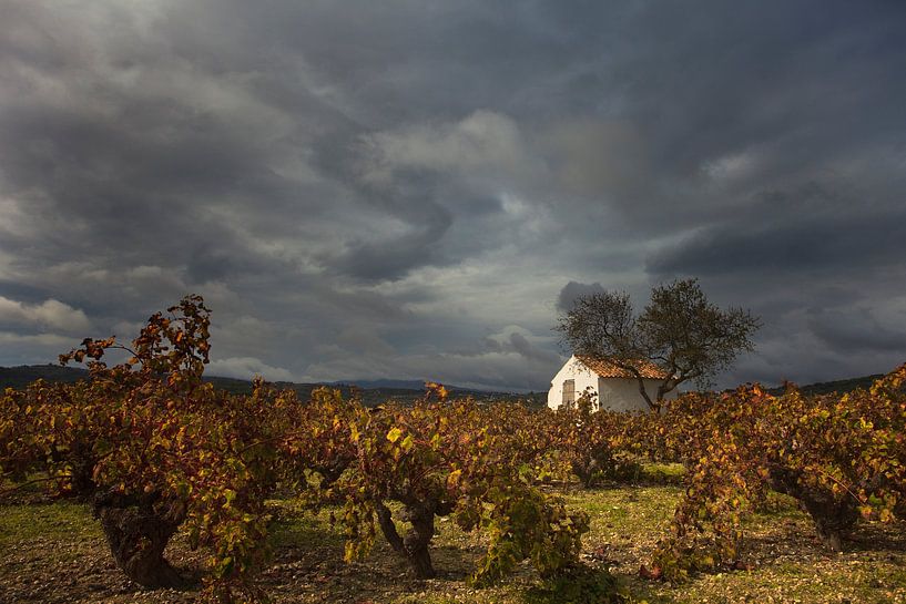 Wijngaard en huisje, Costa Blanca, Spanje van Peter Bolman