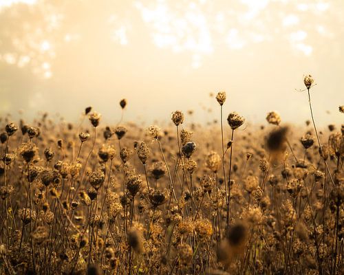 De natuur in haar stille terugtocht