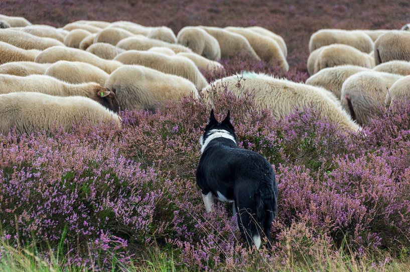 Schafe von Frans Van der Kuil
