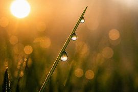 Natur Wandbild Grashalm mit Tautropfen im Morgenlicht – Minimalistische Makrofotografie mit weichem Bokeh von Fototante