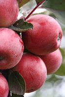 Apples