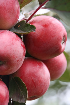 Äpfel