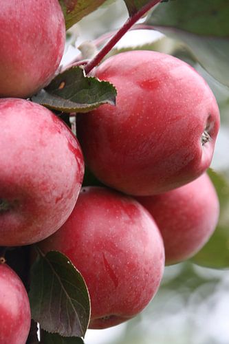 Appels