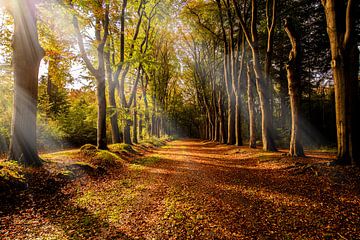 Autumn forest path with sunbeams.