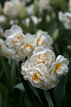 weiße Ziertulpen in einem Tulpenfeld von W J Kok