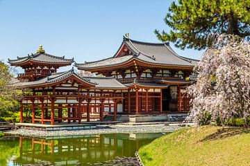 Byodo-in-Tempel - Phönixhalle in perfekter Harmonie