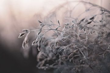 frozen heather plant by Tania Perneel