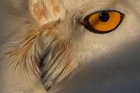 Regard de l'œil d'un hibou