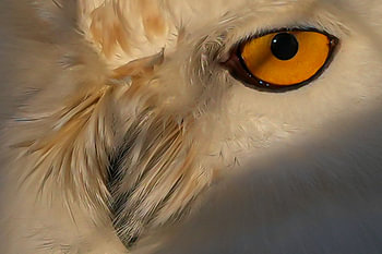 Gaze of an owl's eye