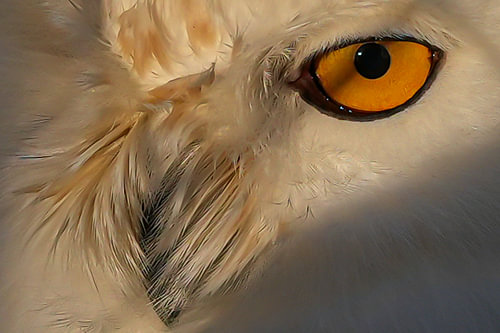 Regard de l'œil d'un hibou
