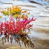 sea asparagus or lasswort, pickleweed, picklegrass,in Oostvoorne in Holland van ChrisWillemsen