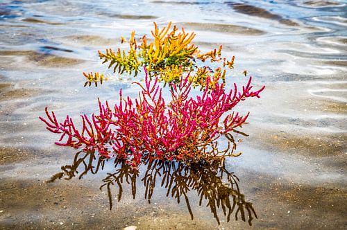 detail of sea asparagus or sea purslane during October in Oostvoorne in Holland in the salt water by ChrisWillemsen