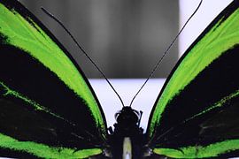 Butterfly (green) by Nick Rosseel