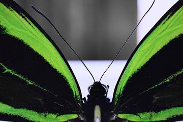 Butterfly (green) van Nick Rosseel