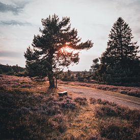 Heidefeld im Wald von Arnold Maisner