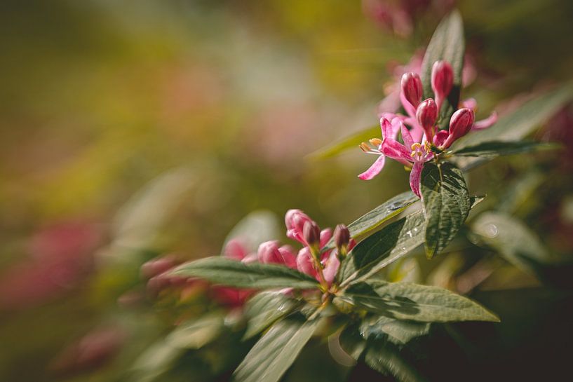 Snappy Blossoms by Hiske Boon