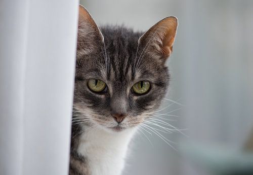 Poes op de vensterbank 02