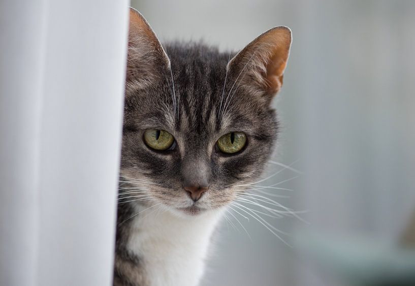 Poes op de vensterbank 02 by Cilia Brandts