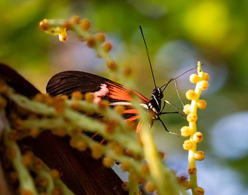 Prachtige kleurrijke vlinder verstopt van Daniëlle Langelaar Photography