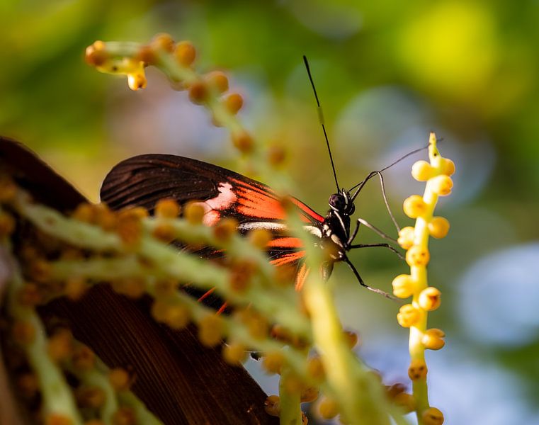 Beautiful colourful butterfly hidden by Daniëlle Langelaar Photography