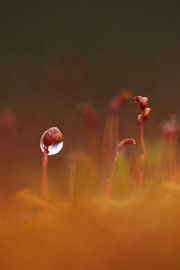 Glaskugel von Jan-Freerk Kloen