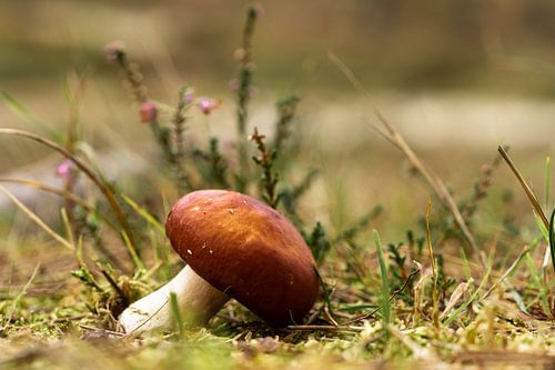 Paddenstoel met dopheide