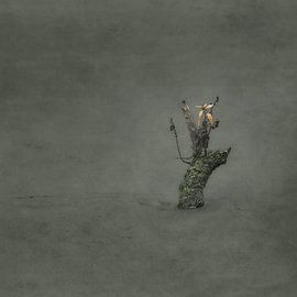 Tree stump in water among duckweed with warm autumn colored leaves by Enrico Veneziano