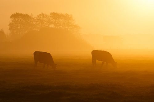 twee koeien in de mist