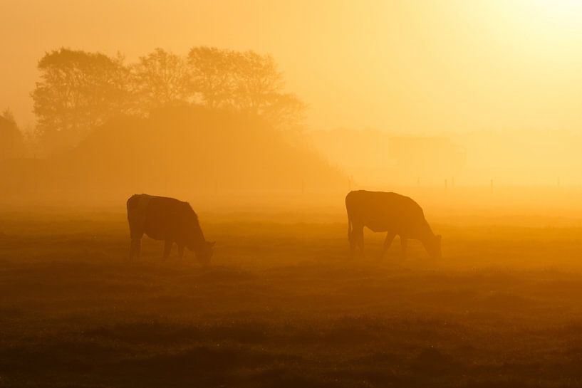 twee koeien in de mist von Pim Leijen