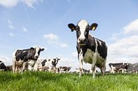 zwart witte koeien in een weiland met sappig groen gras