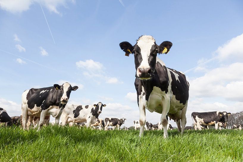 Vaches noires et blanches dans un pré à l'herbe verdoyante par anton havelaar