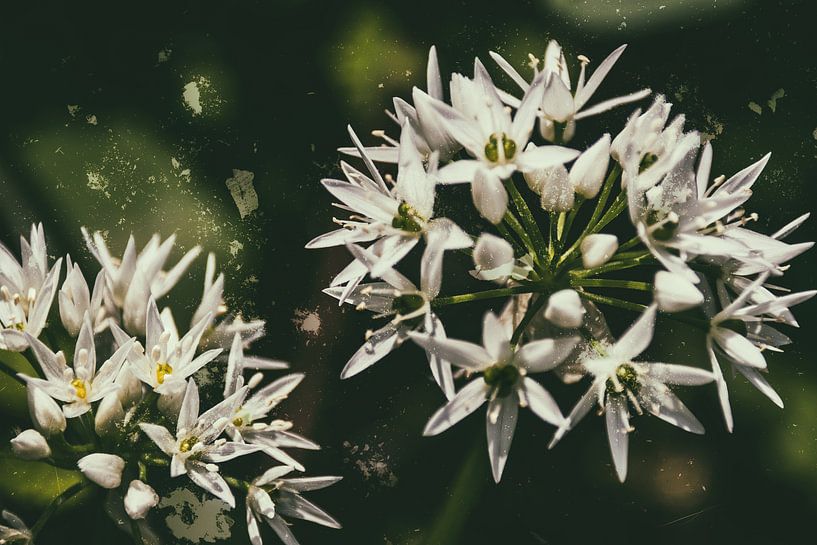 Wild garlic by Christine Nöhmeier