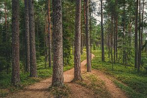 Store Mosse Nationaal Park  [Nr. 2] van rosstek ®