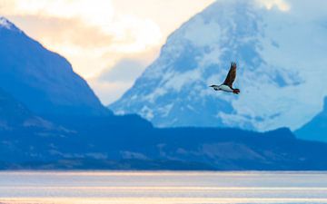 Cormorant in the mountains by Lennart Verheuvel