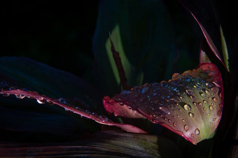Leaf with raindrops by Ellis Peeters