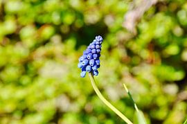 Spring by Tuur Van Hove