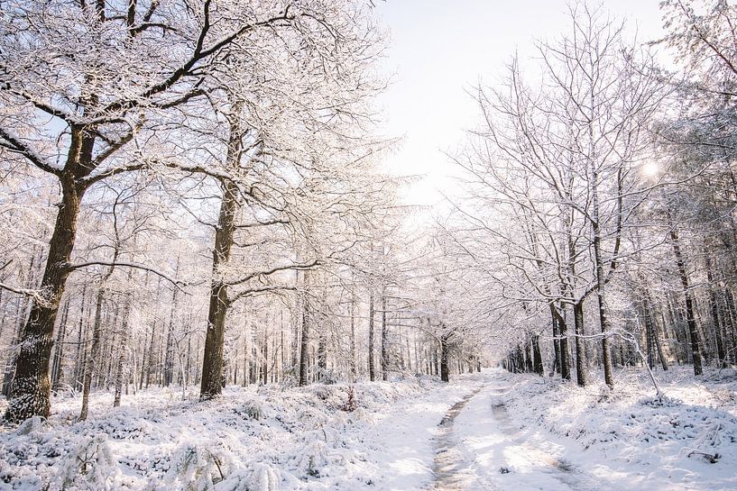 Winter Wonderland - Netherlands by Wandeldingen