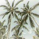 Lovely Palm Trees | Vintage by Melanie Viola thumbnail