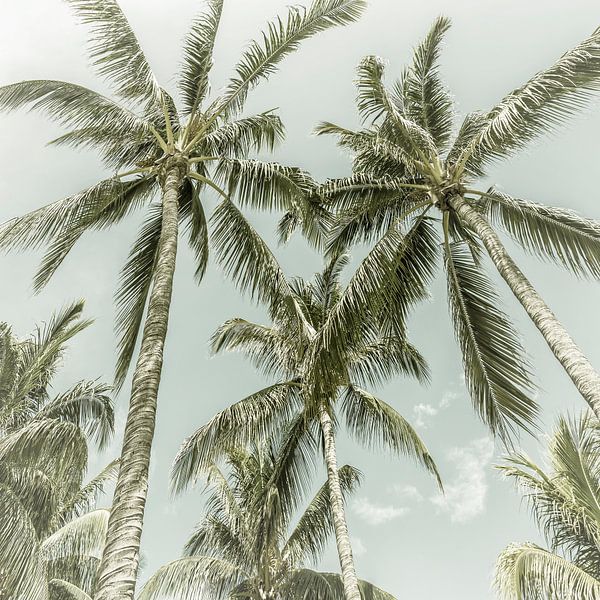 Lovely Palm Trees | Vintage by Melanie Viola