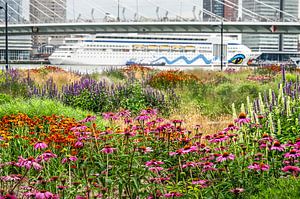 Rotterdam: Park, Brücke und Boot